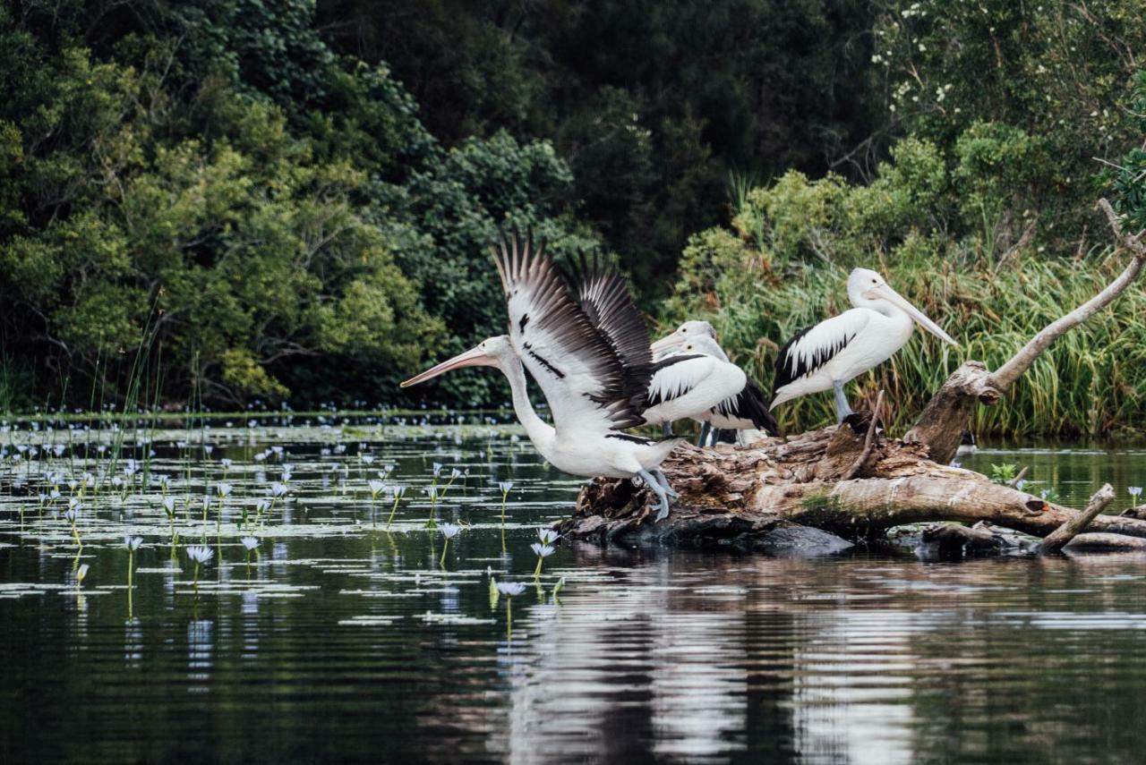 Habitat Noosa Hotell Cootharaba Eksteriør bilde